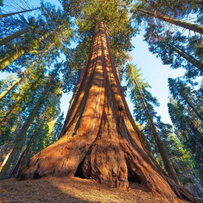 Sequoia Cabin By The River Three Rivers Extérieur photo